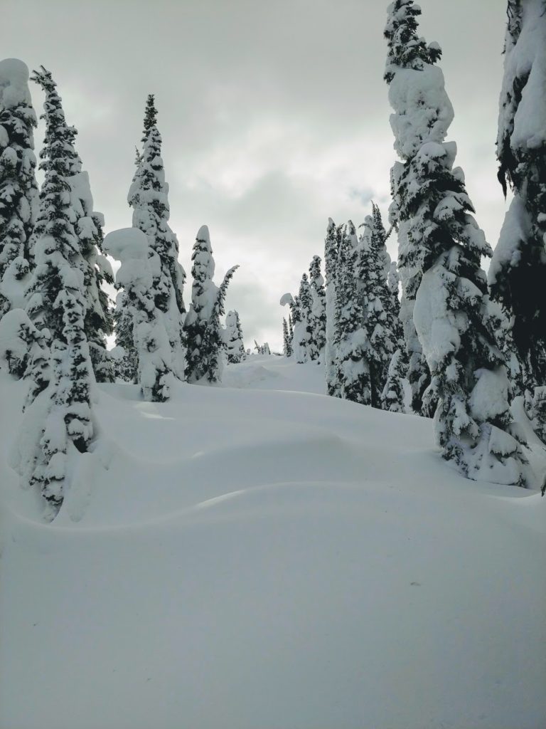 backcountry skiing tree corridor